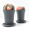 GYMNO CACTUS VARIEGADO EXTRA COLOR MACETA 7.5CM