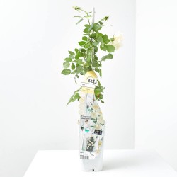 ROSA CRAZY IN LOVE VANILLA