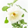 ROSA CRAZY IN LOVE VANILLA
