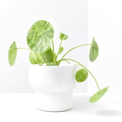 PILEA MOJITO MACETA 13CM