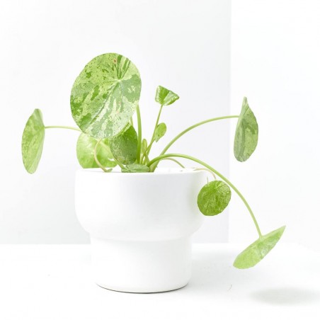 PILEA MOJITO MACETA 13CM