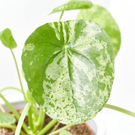 PILEA MOJITO MACETA 13CM