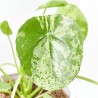 PILEA MOJITO MACETA 13CM