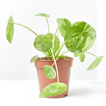 PILEA MOJITO MACETA 13CM