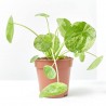 PILEA MOJITO MACETA 13CM