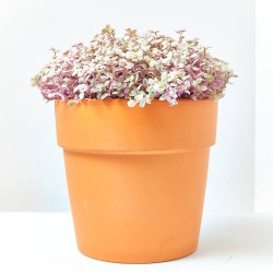 CALLISIA ROSATO TARRINA 22CM COLGADOR