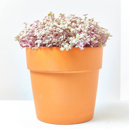 CALLISIA ROSATO TARRINA 22CM COLGADOR