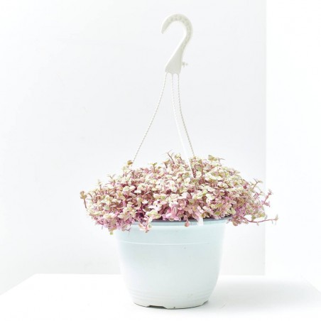 CALLISIA ROSATO TARRINA 22CM COLGADOR