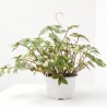 TRADESNCANTIA BLUSHING BRIDE MACETA 16CM COLGADOR