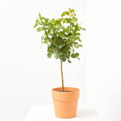 ROSAL COPA MACETA 5 LITROS