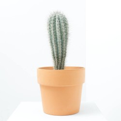 PACHYCEREUS PRINGLEI MACETA 10L