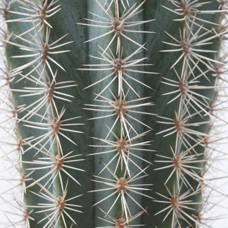 PACHYCEREUS PRINGLEI MACETA 10L