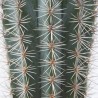 PACHYCEREUS PRINGLEI MACETA 10L