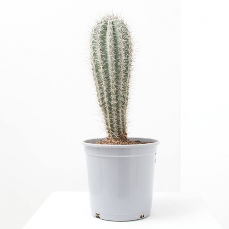 PACHYCEREUS PRINGLEI MACETA 10L