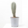 PACHYCEREUS PRINGLEI MACETA 10L