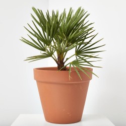 PALMERA PALMITO ARBUSTIVO