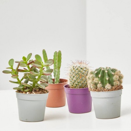 CACTUS Y CRASAS ESPECIALES M-6.5