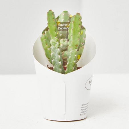 CACTUS Y CRASAS ESPECIALES M-6.5
