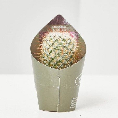 CACTUS Y CRASAS ESPECIALES M-6.5