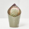 CACTUS Y CRASAS ESPECIALES M-6.5