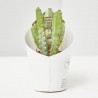 CACTUS Y CRASAS ESPECIALES M-6.5