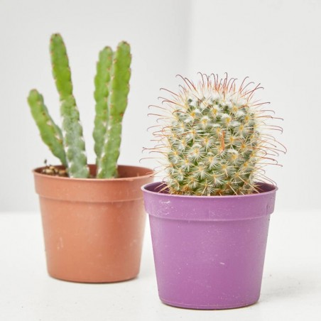 CACTUS Y CRASAS ESPECIALES M-6.5