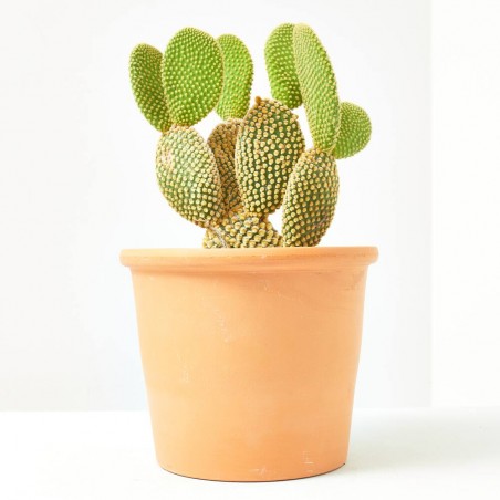 OPUNTIA MICRODASYS M-14