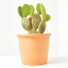 OPUNTIA MICRODASYS M-14