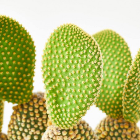 OPUNTIA MICRODASYS M-14