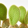 OPUNTIA MICRODASYS M-14