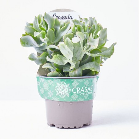 CRASSULA ARBORESCENS CURLY GREY M-13