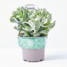 CRASSULA ARBORESCENS CURLY GREY M-13