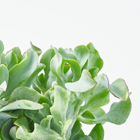 CRASSULA ARBORESCENS CURLY GREY M-13