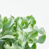 CRASSULA ARBORESCENS CURLY GREY M-13