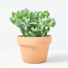 CRASSULA ARBORESCENS CURLY GREY M-13