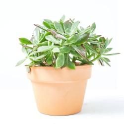 ECHEVERIA PULVINATA DEVOTION M-13