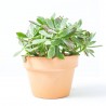 ECHEVERIA PULVINATA DEVOTION M-13