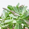 ECHEVERIA PULVINATA DEVOTION M-13