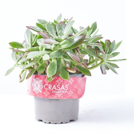 ECHEVERIA PULVINATA DEVOTION M-13