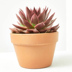 ECHEVERIA ANTARIS MACETA 17CM