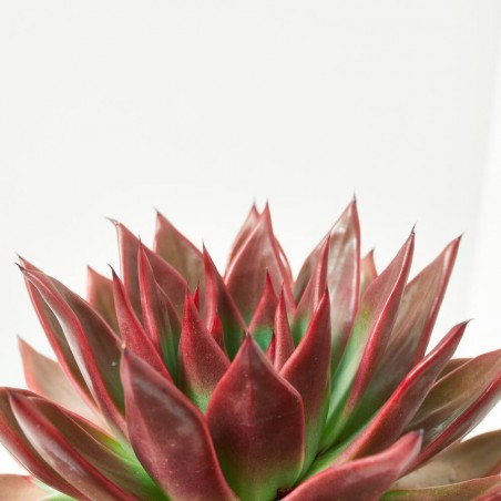 ECHEVERIA ANTARIS MACETA 17CM