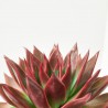 ECHEVERIA ANTARIS MACETA 17CM