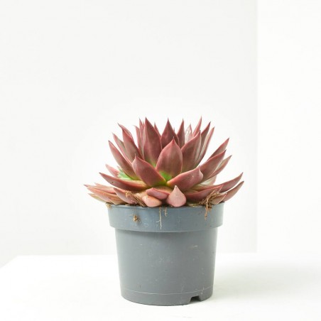 ECHEVERIA ANTARIS MACETA 17CM