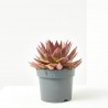 ECHEVERIA ANTARIS MACETA 17CM