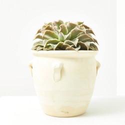 ECHEVERIA CON MACETA AFRICANA 19CM