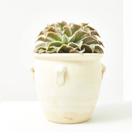 ECHEVERIA CON MACETA AFRICANA 19CM