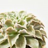 ECHEVERIA CON MACETA AFRICANA 19CM