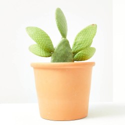 OPUNTIA INAMOENA MACETA 14CM