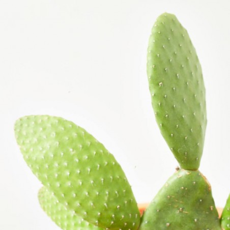 OPUNTIA INAMOENA MACETA 14CM