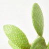 OPUNTIA INAMOENA MACETA 14CM